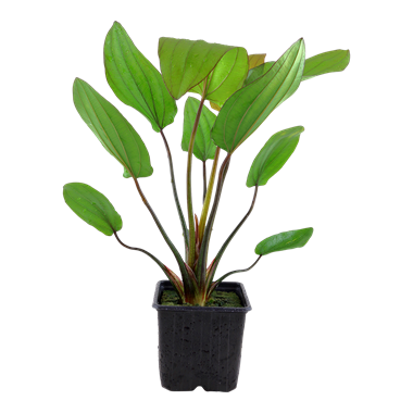 Echinodorus 'Barthii' XL-Topf - Mutter-Pflanze