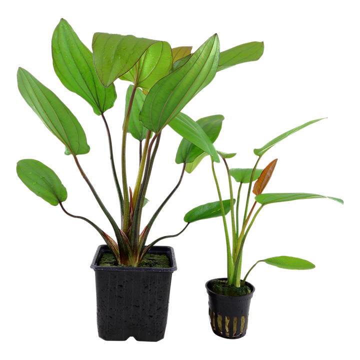 Echinodorus 'Barthii' XL-Topf - Mutter-Pflanze – Ansicht 2