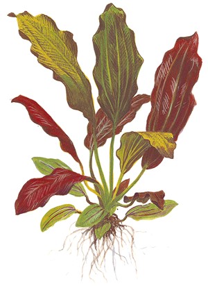 Echinodorus 'Barthii' XL-Topf - Mutter-Pflanze – Ansicht 4