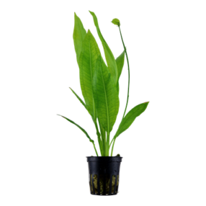 Echinodorus grisebachii 'Bleherae' Aquarienpflanze mit großen, kräftigen grünen Blättern, ideal für den Mittel- und Hintergrund in Süßwasseraquarien.