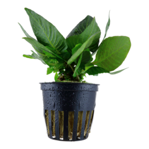 Hygrophila corymbosa 'Compact' Aquarienpflanze mit kompaktem Wuchs und ovalen grünen Blättern, ideal für den Vordergrund und Mittelgrund in Süßwasseraquarien
