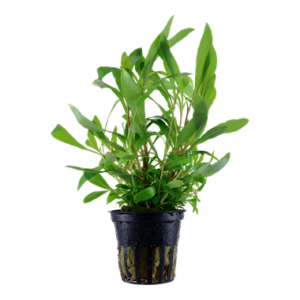 Hygrophila corymbosa 'Siamensis 53B' Aquarienpflanze mit langen, schmalen grünen Blättern und robustem Wuchs, ideal für den Hintergrund von Süßwasseraquarien.