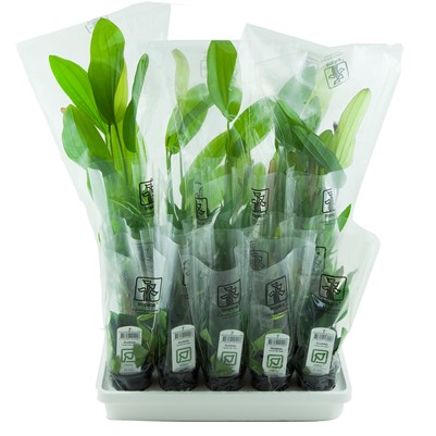 Aquarien Pflanzenset mit verschiedenen Arten für den Vordergrund, Mittelgrund und Hintergrund, ideal für eine harmonische Aquariengestaltung.