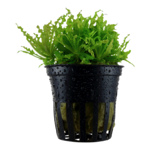 Pogostemon helferi