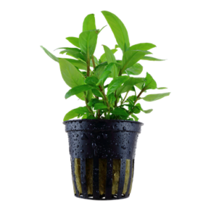 Staurogyne repens