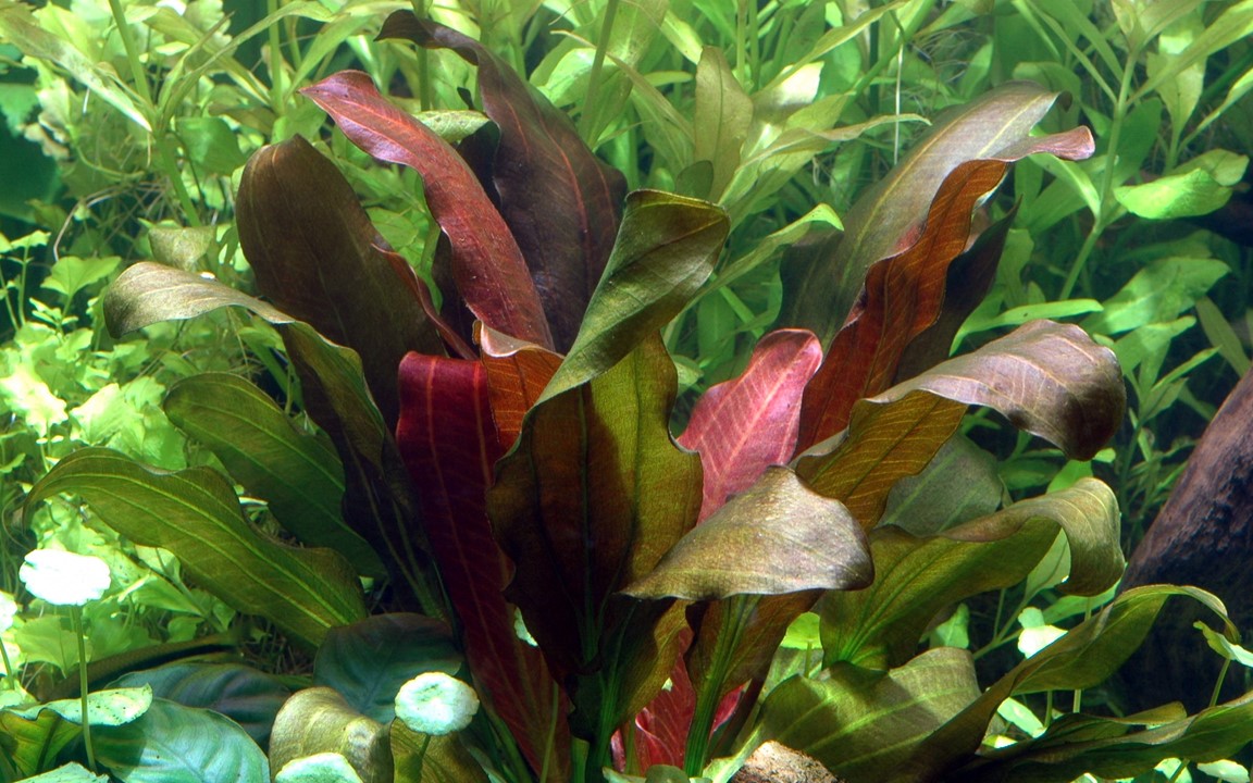 Echinodorus 'Barthii' XL-Topf - Mutter-Pflanze – Ansicht 3