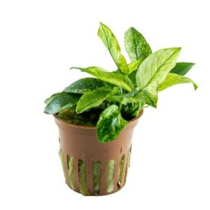 Anubias barteri var. nana ’Pinto’ Aquarienpflanze mit attraktiven grünen und weißen Musterungen, ideal für Aquarienvordergrund und Anfänger.