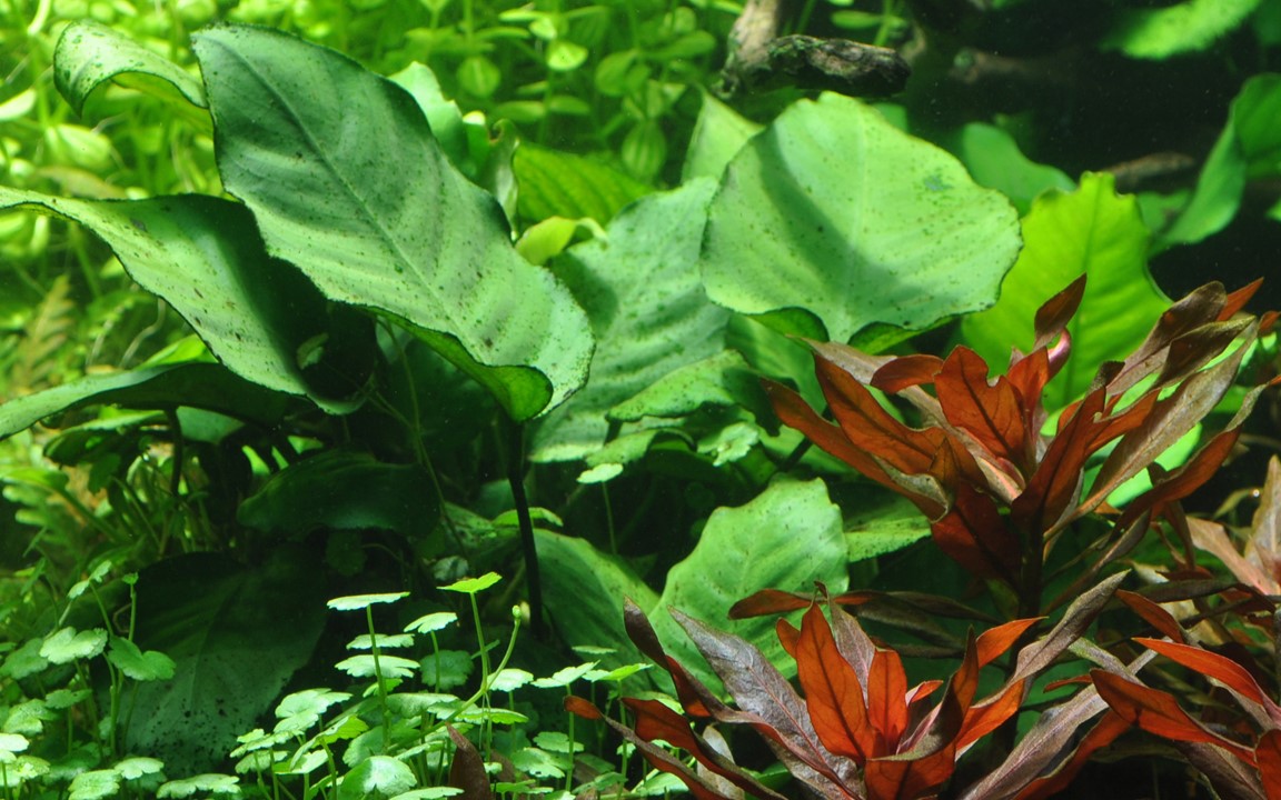 Anubias barteri var. caladiifolia – Ansicht 4