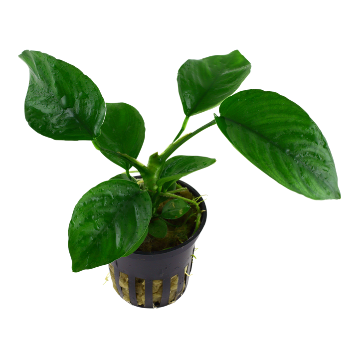 Anubias barteri var. caladiifolia – Ansicht 2