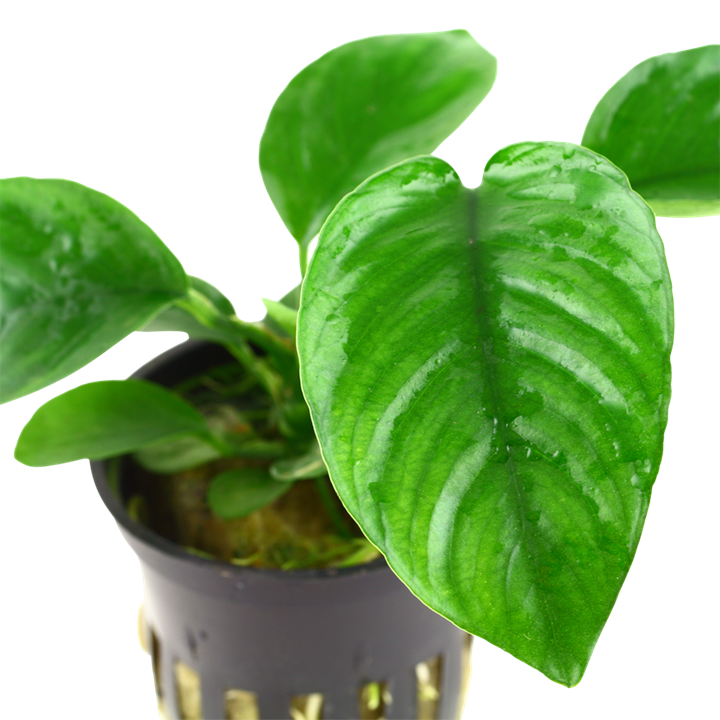 Anubias barteri var. caladiifolia – Ansicht 3