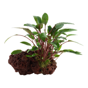 Cryptocoryne beckettii 'Petchii' - auf LavaRock