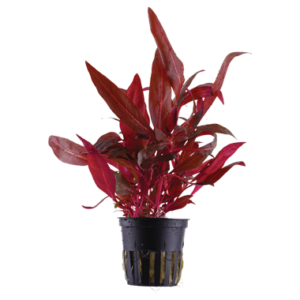 Alternanthera reineckii 'Rosanervig'