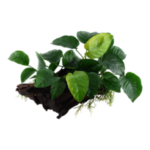 Anubias barteri sp. auf Wurzel XL