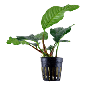 Anubias barteri var. 'Coffeifolia' - robuste Aquarienpflanze für Süßwasseraquarien