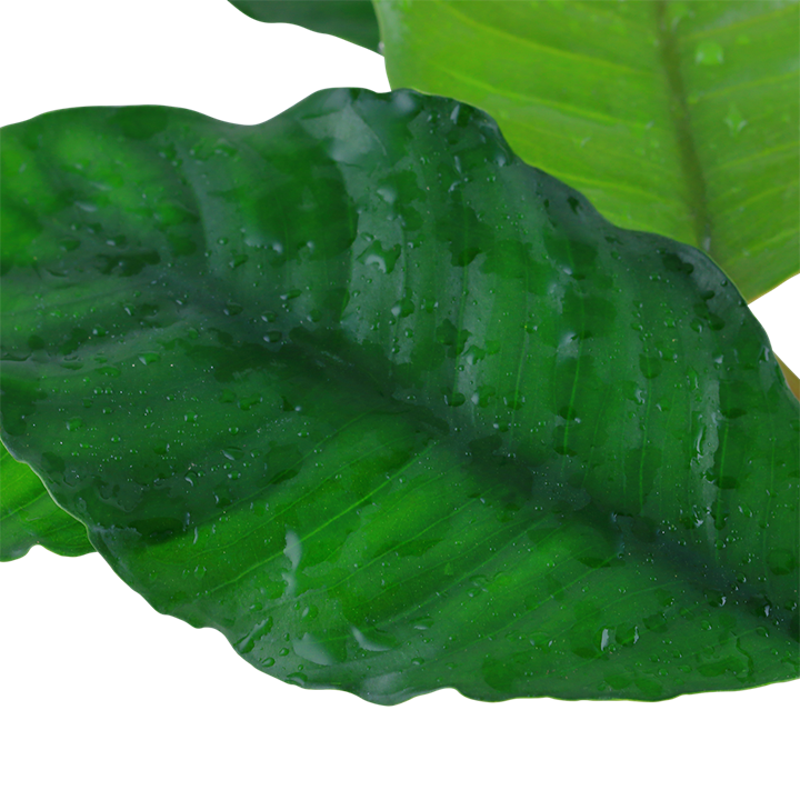 Anubias barteri var. 'Coffeifolia' – Ansicht 2