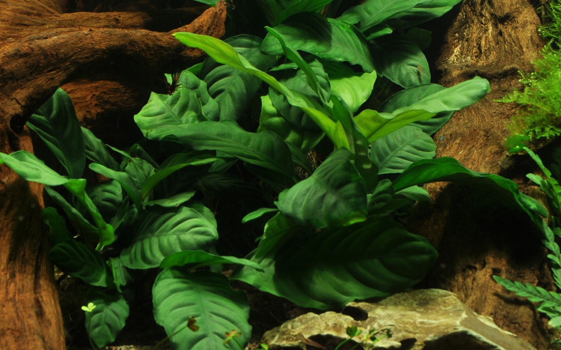 Anubias barteri var. 'Coffeifolia' – Ansicht 3