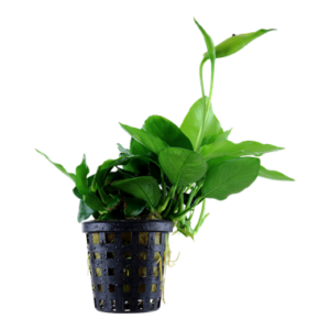 Anubias barteri var. nana 'Large'