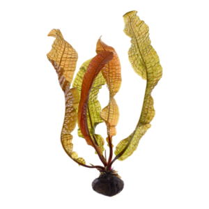 Aponogeton boivinianus