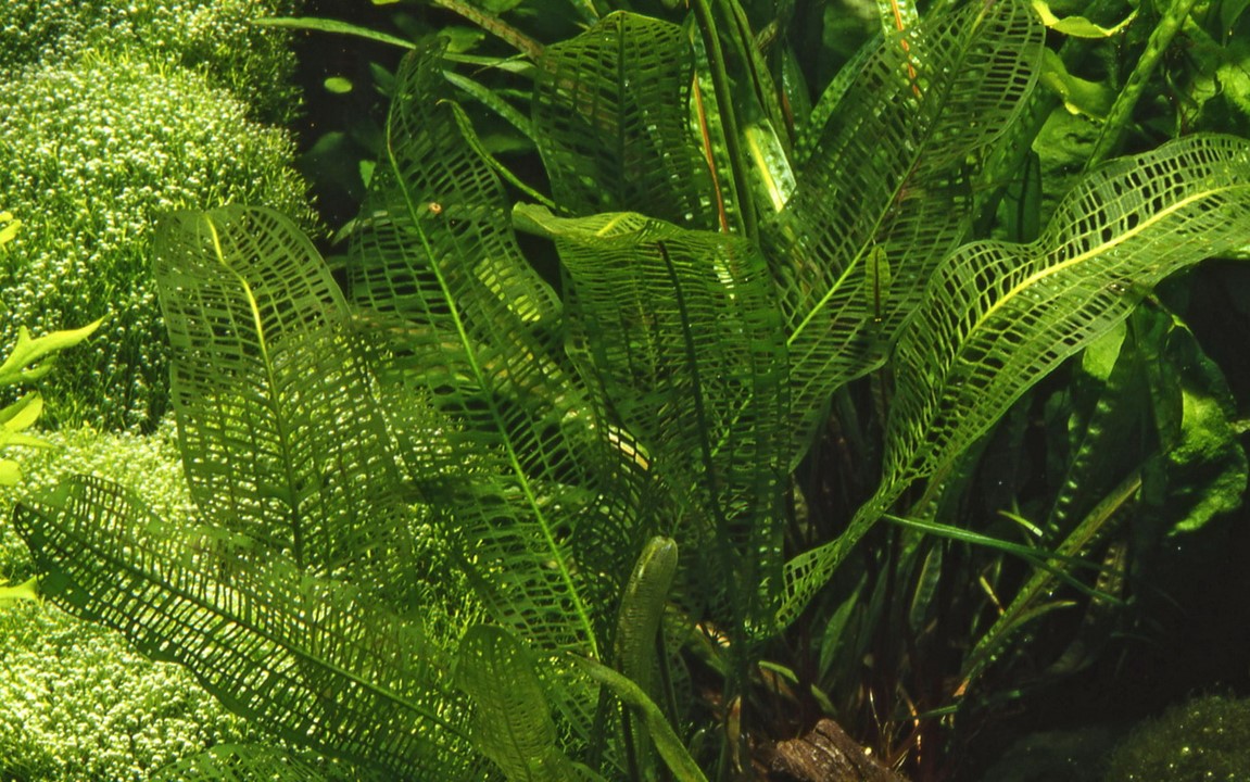 Aponogeton madagascariensis – Ansicht 3