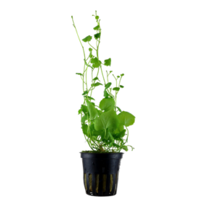 Cardamine lyrata