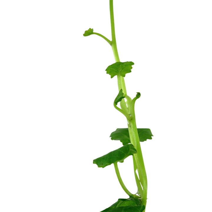 Cardamine lyrata – Ansicht 3