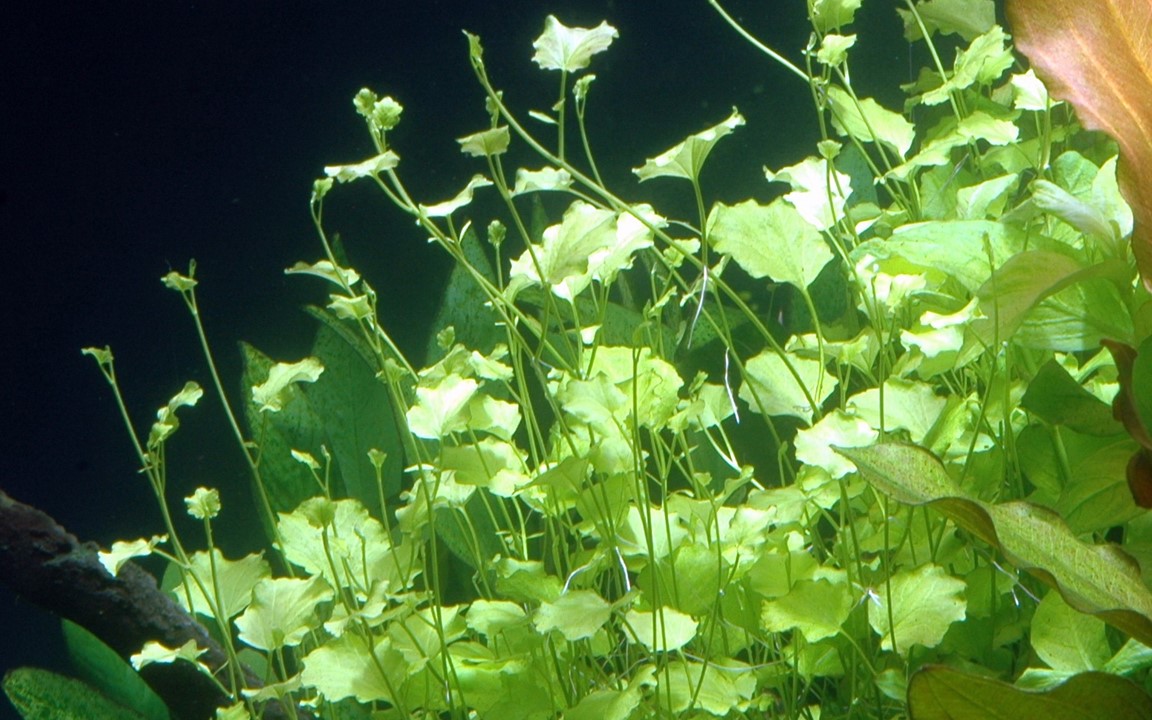 Cardamine lyrata – Ansicht 2