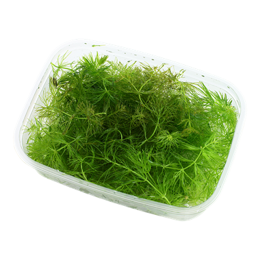Ceratophyllum demersum – Ansicht 3