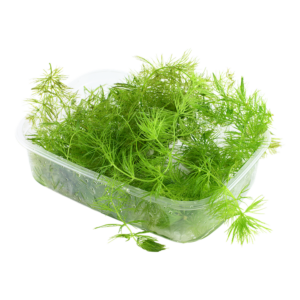 Ceratophyllum demersum