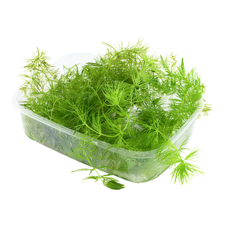 Ceratophyllum demersum