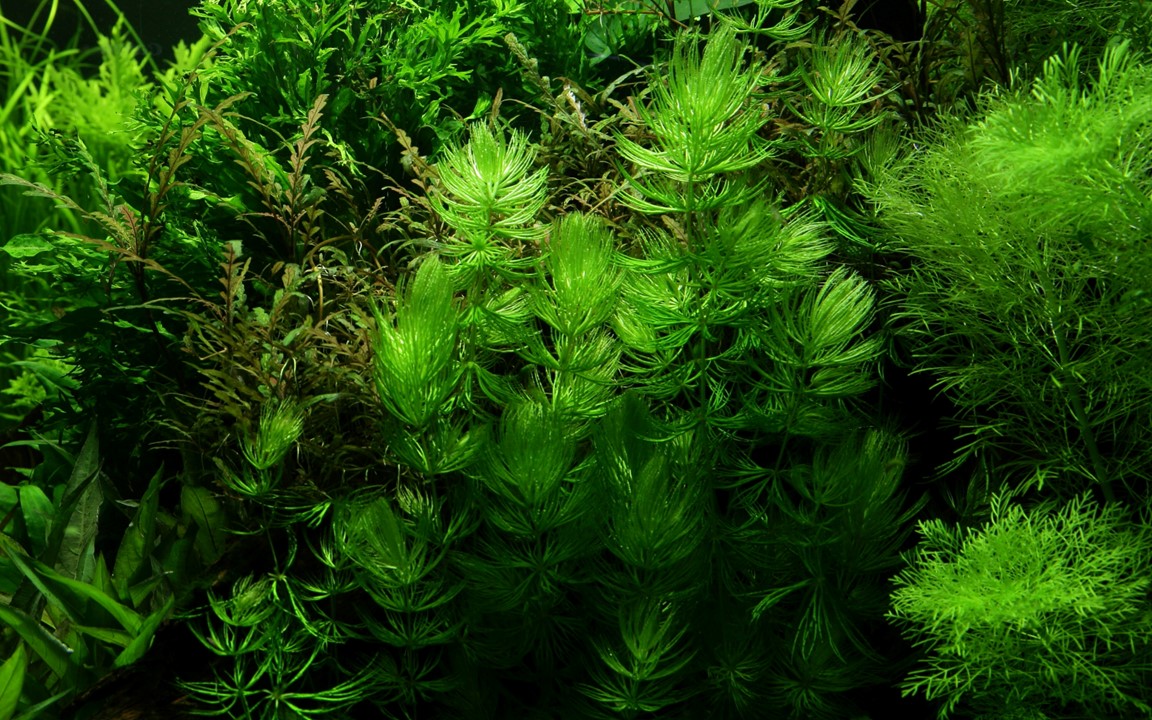 Ceratophyllum demersum – Ansicht 2