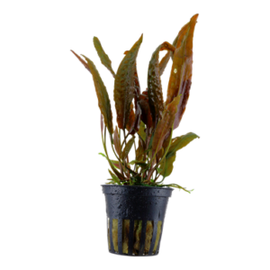 Cryptocoryne usteriana