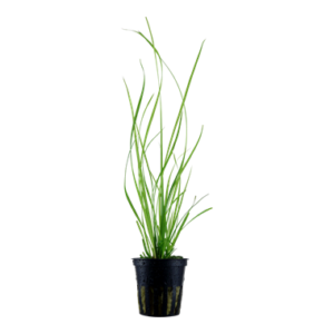 Cyperus helferi