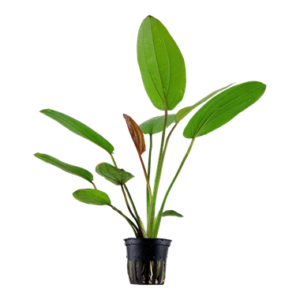 Echinodorus x 'Barthii'