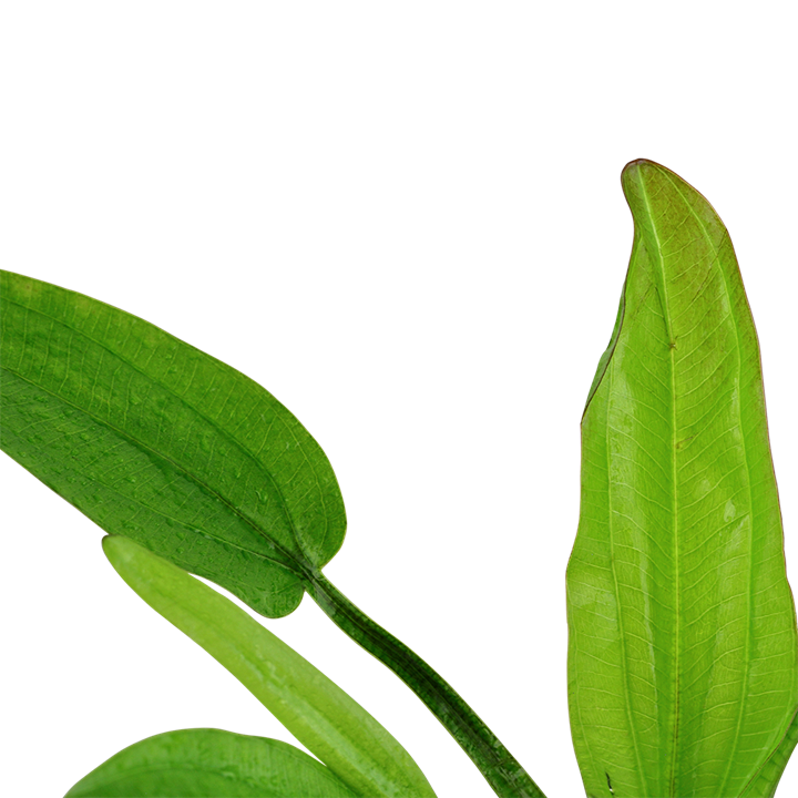 Echinodorus cordifolius 'Fluitans' – Ansicht 2