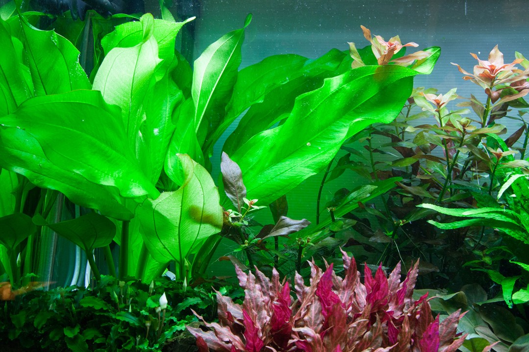 Echinodorus cordifolius 'Fluitans' – Ansicht 3