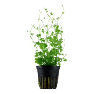 Hydrocotyle tripartita