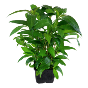 Hygrophila corymbosa 'Stricta - robuste Aquarienpflanze für Süßwasseraquarien