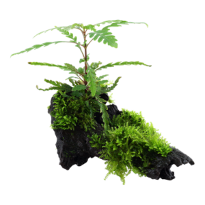 Hygrophila Pinnatifida und Moos auf Wurzel