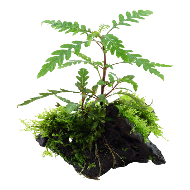 Hygrophila Pinnatifida und Moos auf Wurzel – Ansicht 3