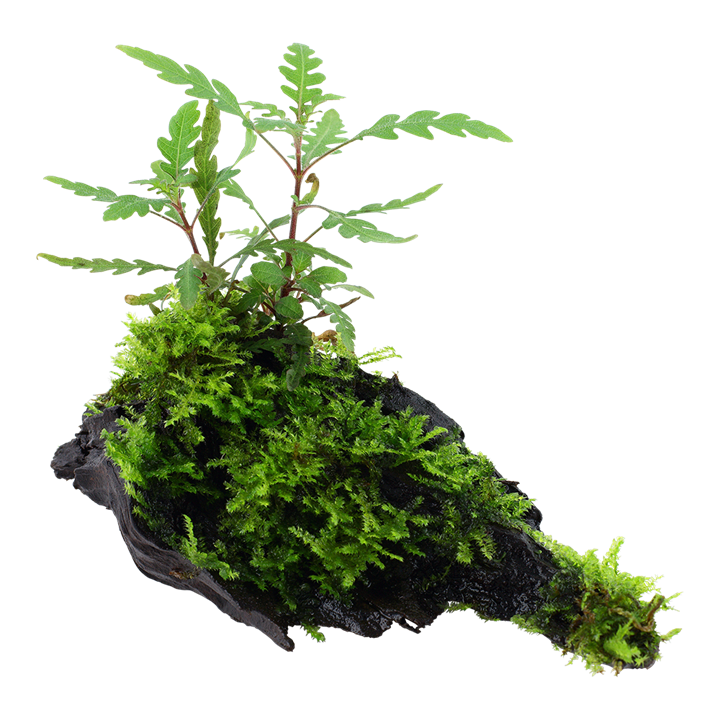 Hygrophila Pinnatifida und Moos auf Wurzel – Ansicht 2