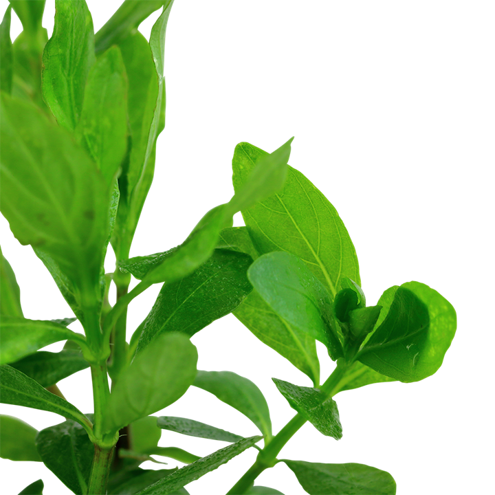 Hygrophila polysperma – Ansicht 2