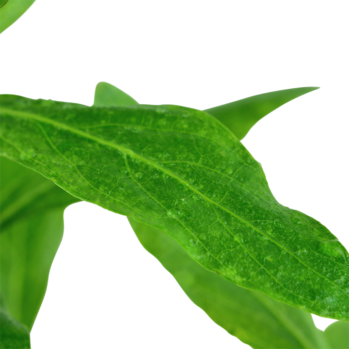 Hygrophila polysperma – Ansicht 3