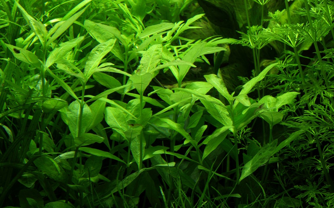 Hygrophila polysperma – Ansicht 4