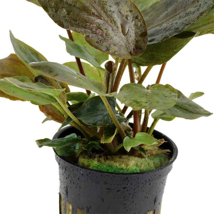 Lagenandra meeboldii 'Red' – Ansicht 3