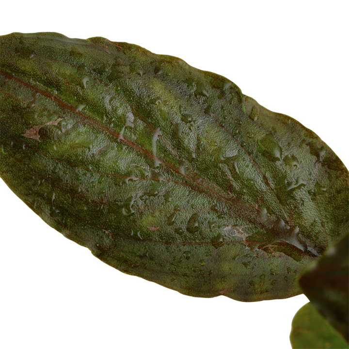 Lagenandra meeboldii 'Red' – Ansicht 2