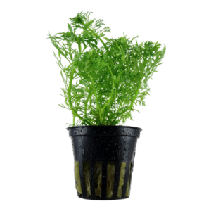 Limnophila aquatica