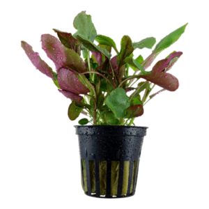 Lobelia cardinalis