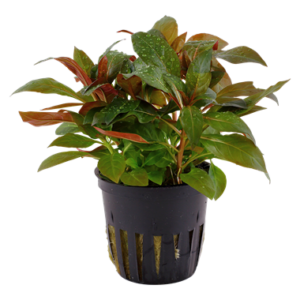 Ludwigia glandulosa – Ansicht 3