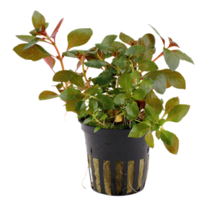 Ludwigia repens 'Rubin'