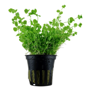 Micranthemum umbrosum